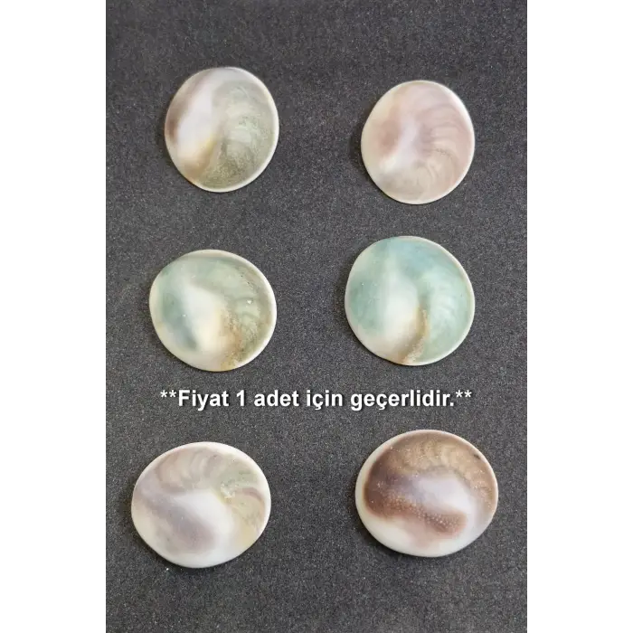 Büyük Boy Doğal Yılancık Taşı Operculum 222Y