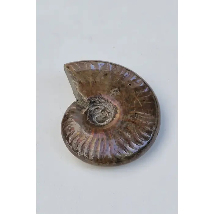 Opalize Amonit Fosili, Işıltılı Koleksiyonluk Parça A535