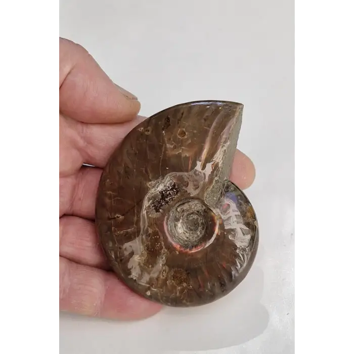 Opalize Amonit Fosili, Işıltılı Koleksiyonluk Parça A535