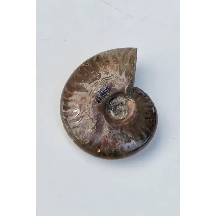 Opalize Amonit Fosili, Işıltılı Koleksiyonluk Parça A535