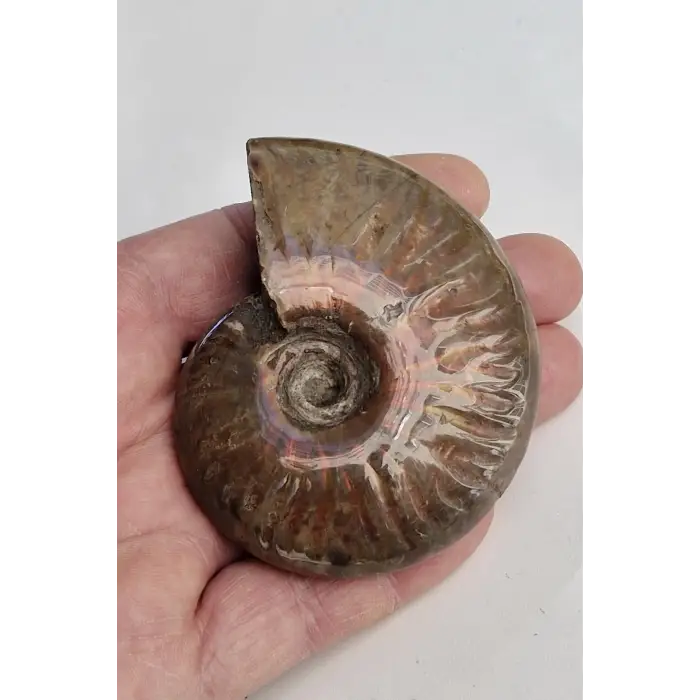 Opalize Amonit Fosili, Işıltılı Koleksiyonluk Parça A535