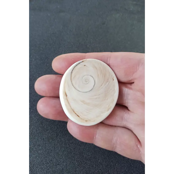 Büyük Boy Doğal Yılancık Taşı Operculum 222Y