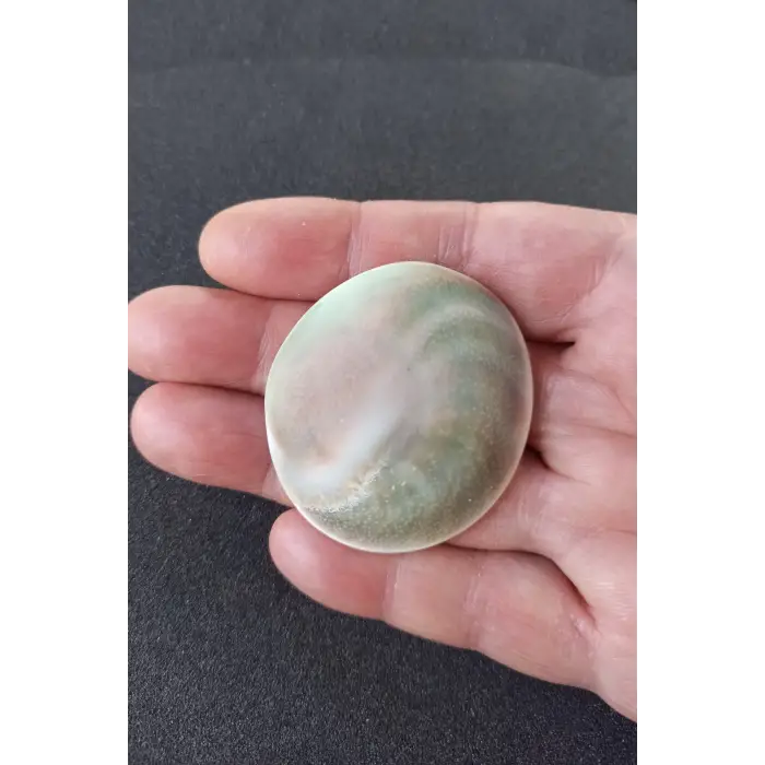 Büyük Boy Doğal Yılancık Taşı Operculum 222Y
