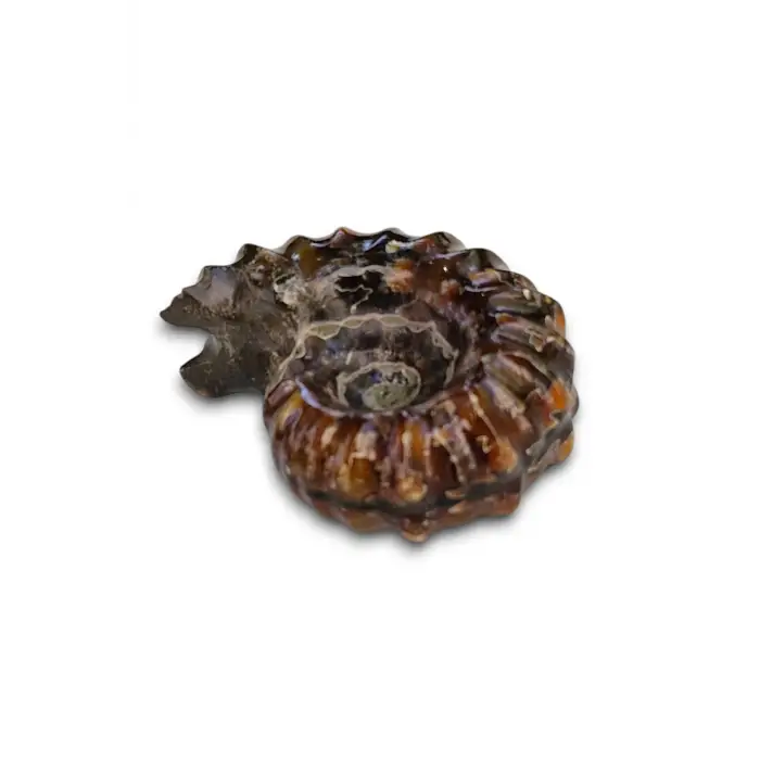 Tırtıklı Amonit Fosili Douvilleiceras Ammonite - 674-2