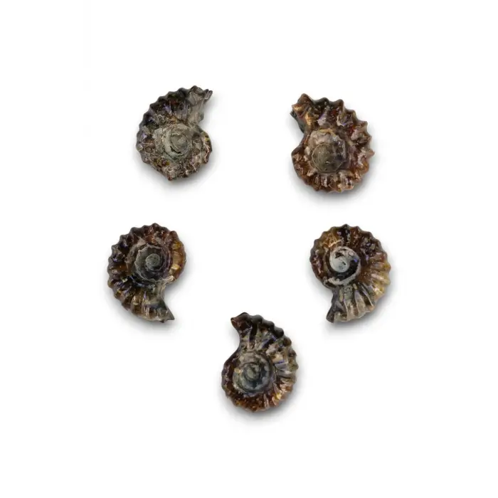 Tırtıklı Amonit Fosili Douvilleiceras Ammonite - 674-2