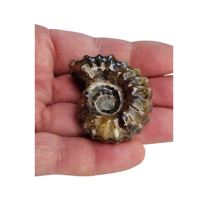 Tırtıklı Amonit Fosili Douvilleiceras Ammonite - 674-2