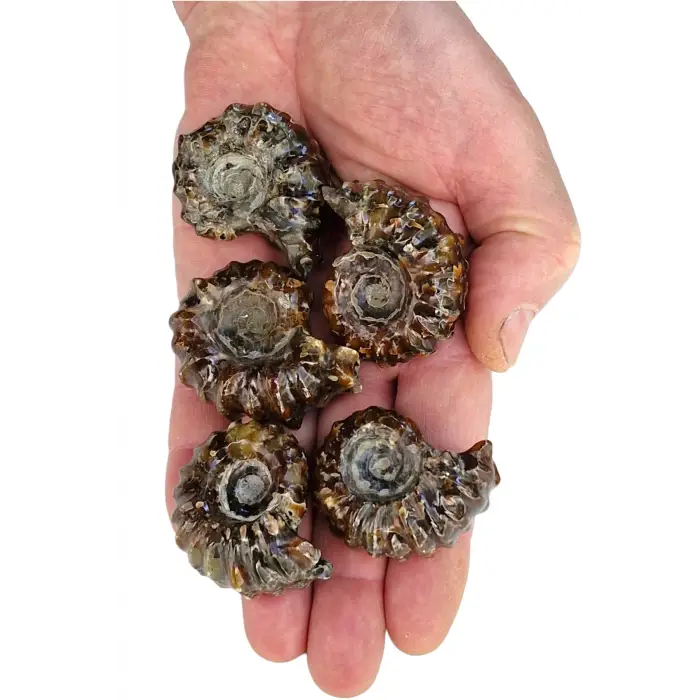 Tırtıklı Amonit Fosili Douvilleiceras Ammonite - 674-2
