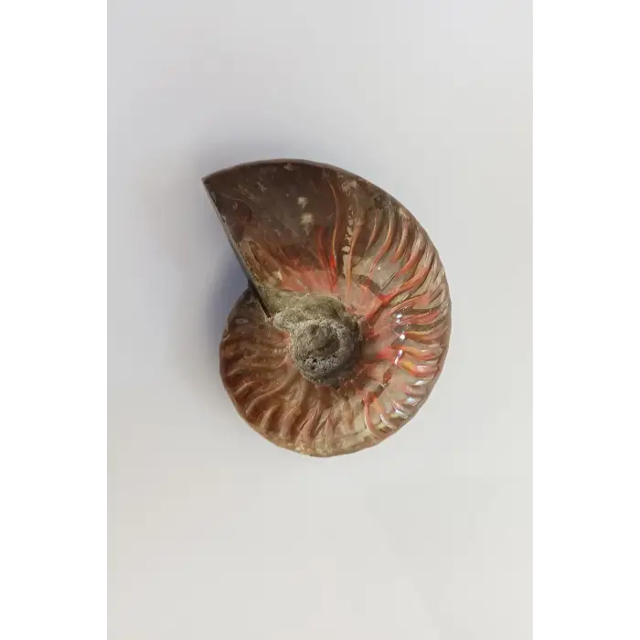 Opalize Amonit Fosili, Işıltılı Koleksiyonluk Parça A546