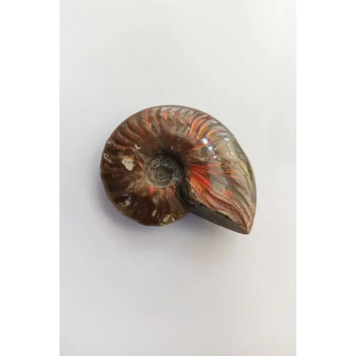 Opalize Amonit Fosili, Işıltılı Koleksiyonluk Parça A546