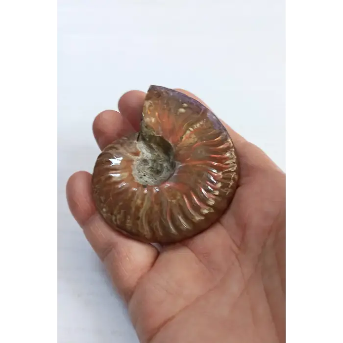 Opalize Amonit Fosili, Işıltılı Koleksiyonluk Parça A546