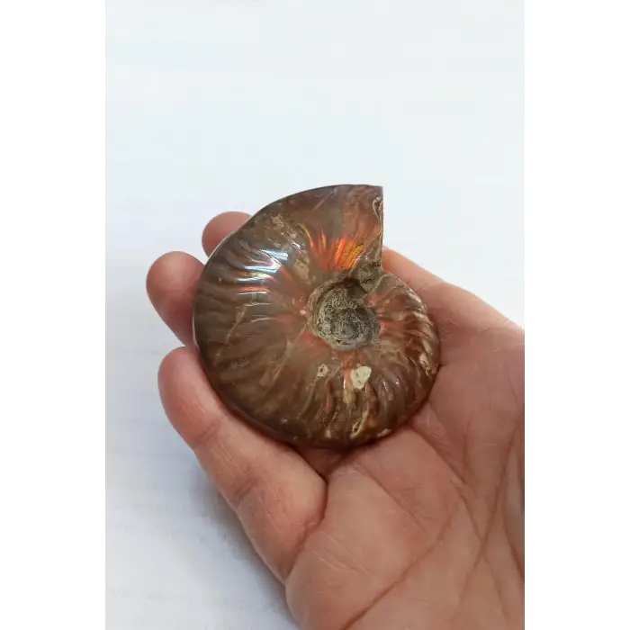 Opalize Amonit Fosili, Işıltılı Koleksiyonluk Parça A546