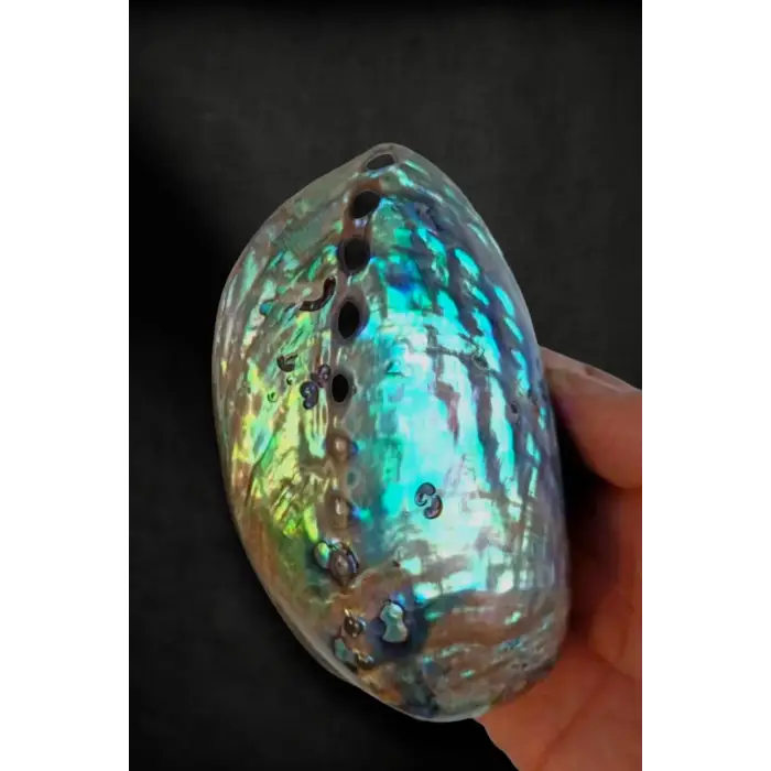 Abalone Shell Süper Renkli Istiridye Kabuğu