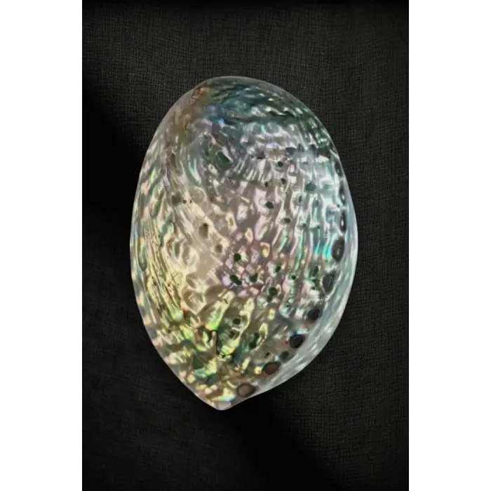 Abalone Shell Süper Renkli Istiridye Kabuğu