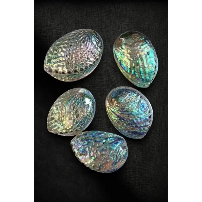 Abalone Shell Süper Renkli Istiridye Kabuğu