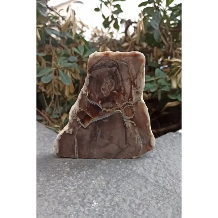 Ağaç Fosili Dekoratif Plaka 10AF