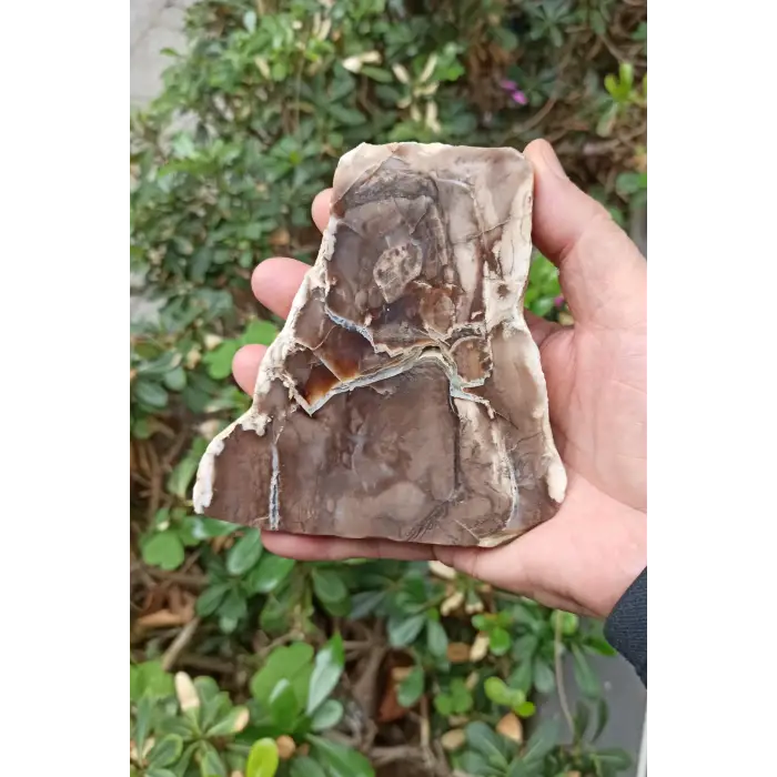 Ağaç Fosili Dekoratif Plaka 10AF