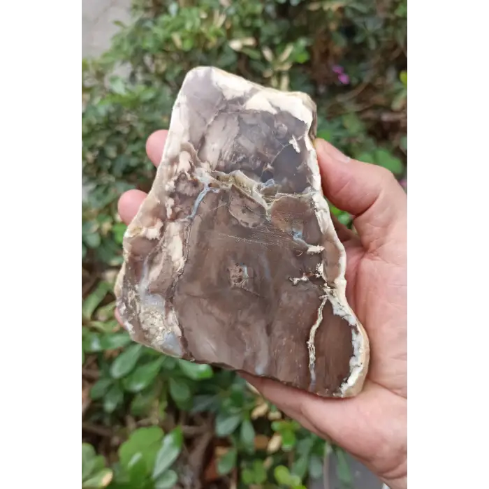 Ağaç Fosili Dekoratif Plaka 10AF