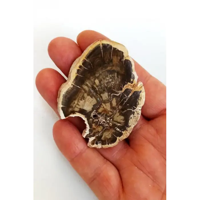 Ağaç Fosili Plaka 504