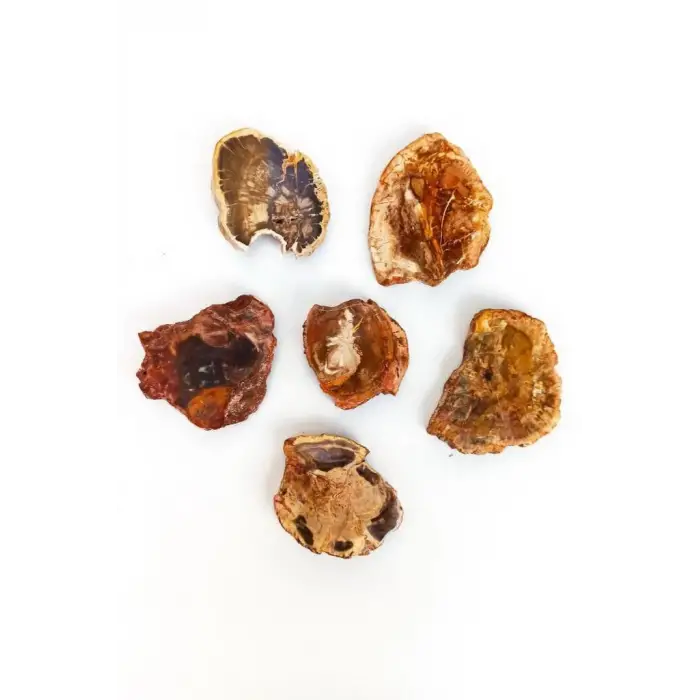 Ağaç Fosili Plaka 504