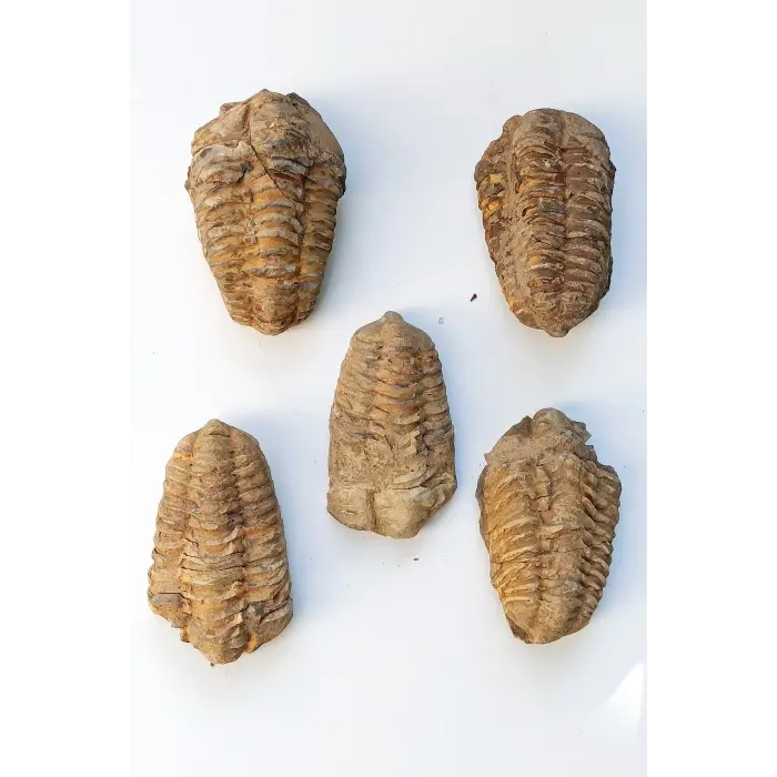Trilobit Fosili Afrika 32TR