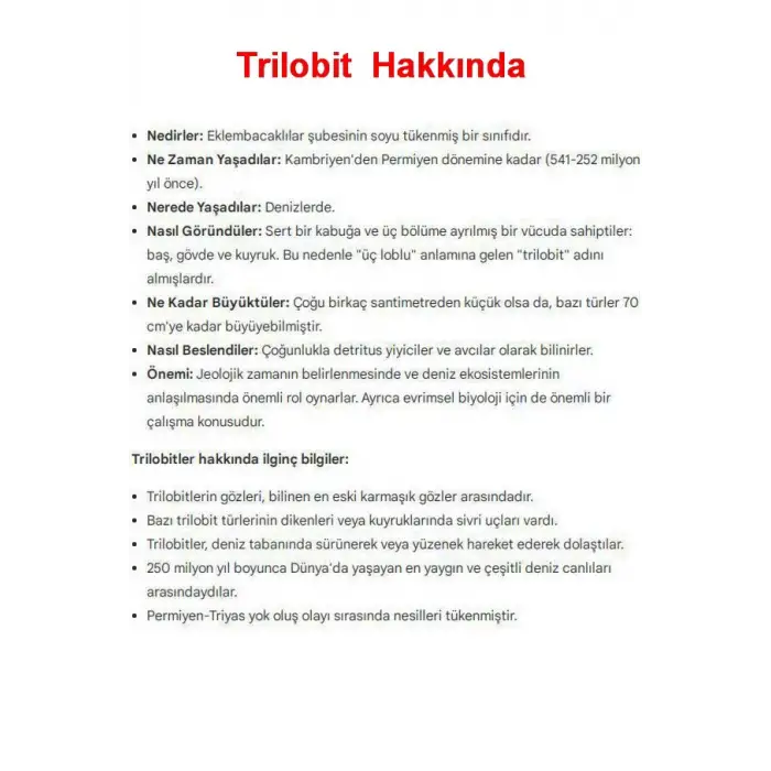 Trilobit Fosili Afrika 32TR