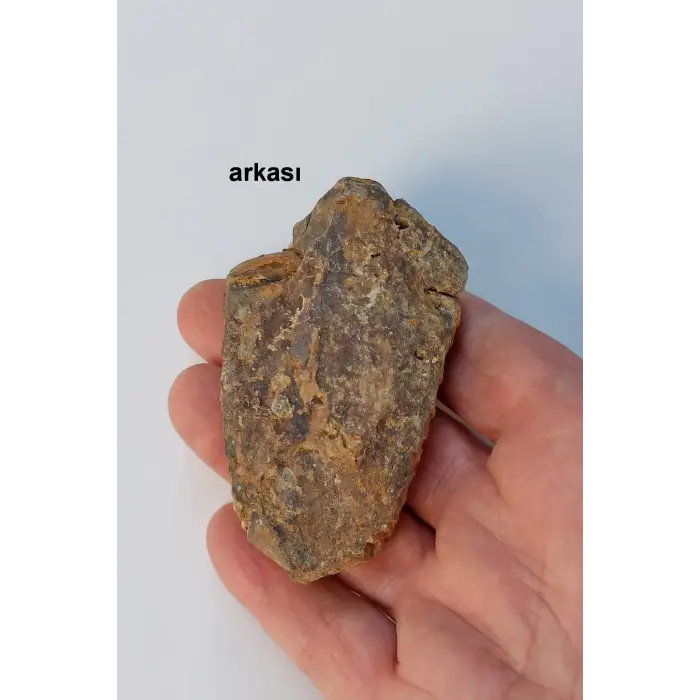 Trilobit Fosili Afrika 32TR