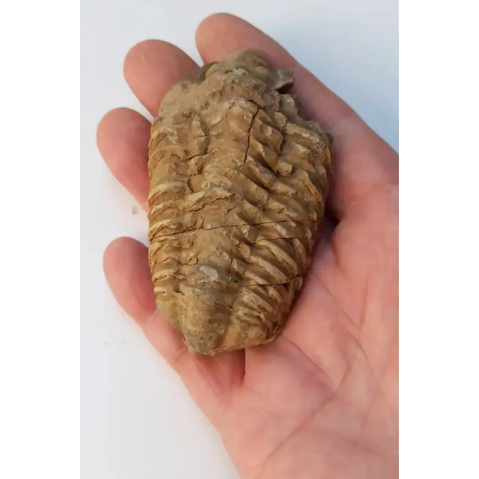 Trilobit Fosili Afrika 32TR