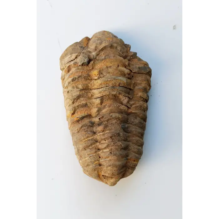Trilobit Fosili Afrika 32TR