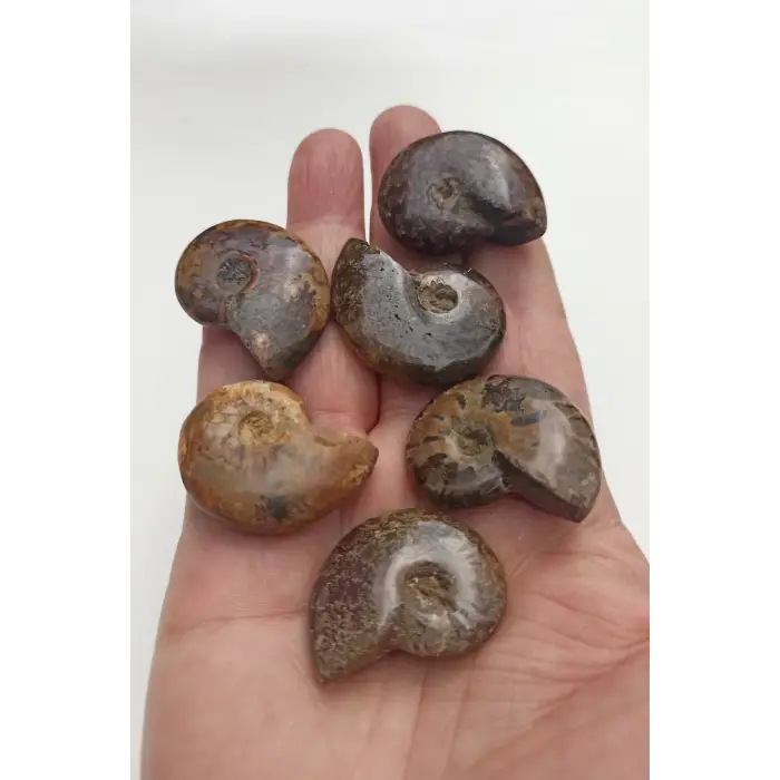 Amonit Fosili Küçük Boy - 539-2