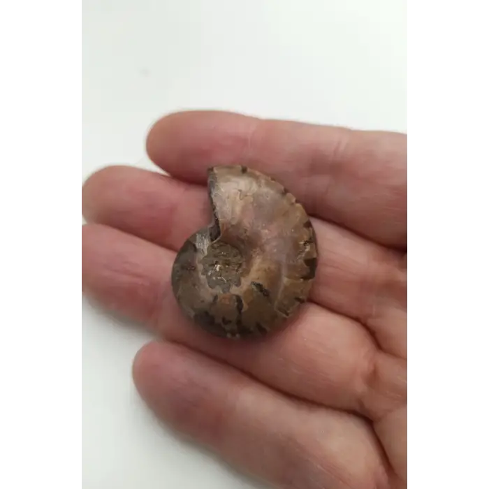 Amonit Fosili Küçük Boy - 539-2