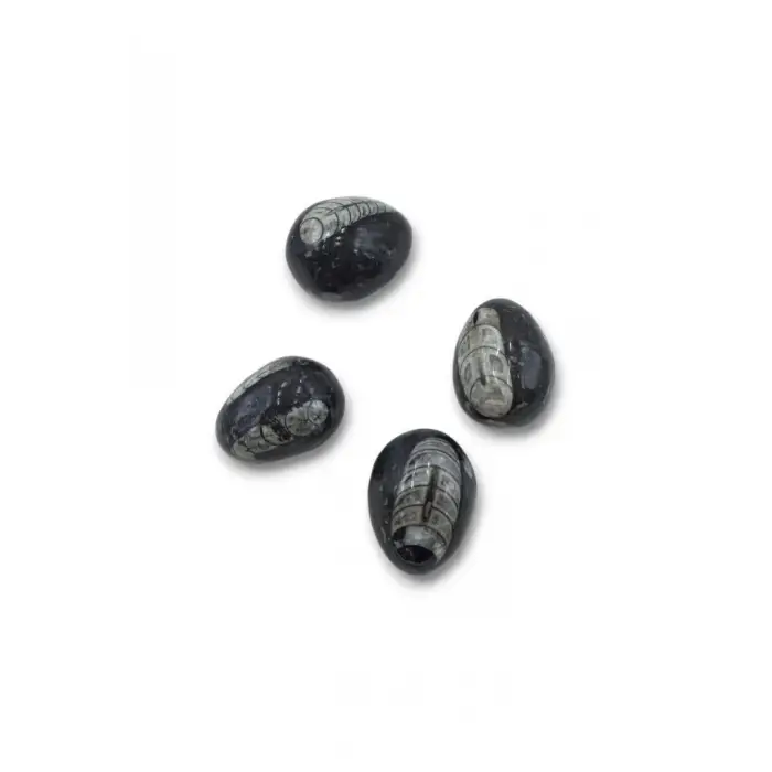 Belemnit Fosili, Yumurta Kesim BL18