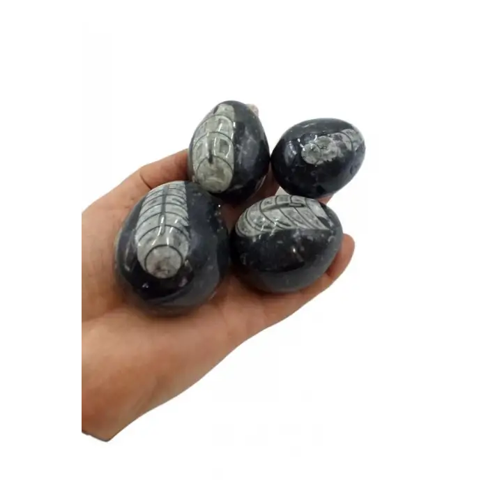 Belemnit Fosili, Yumurta Kesim BL18