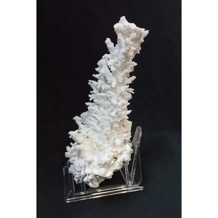 Beyaz Mercan Dalı, Dekoratif Doğal Parça 8DM