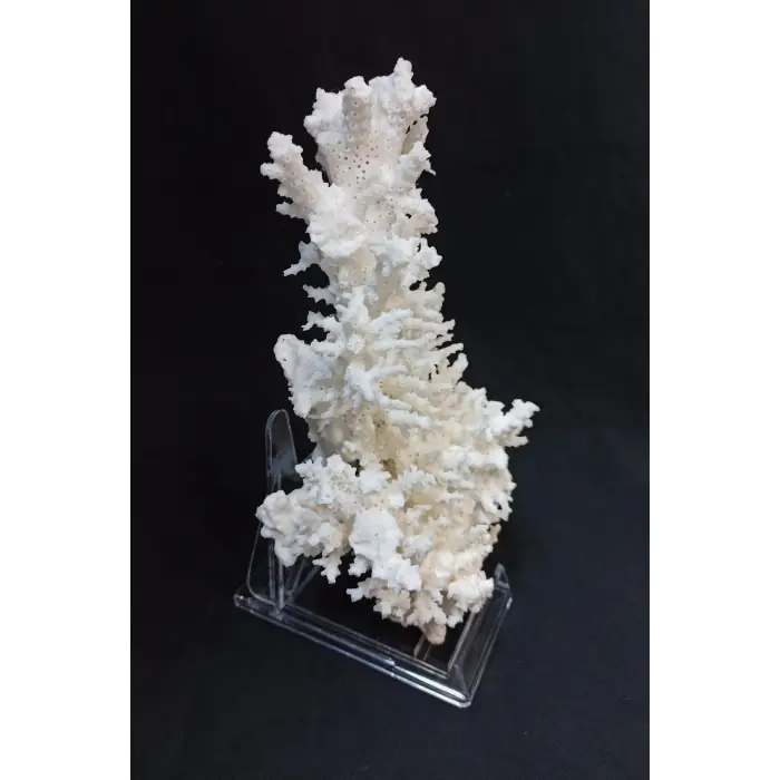 Beyaz Mercan Dalı, Dekoratif Doğal Parça 8DM