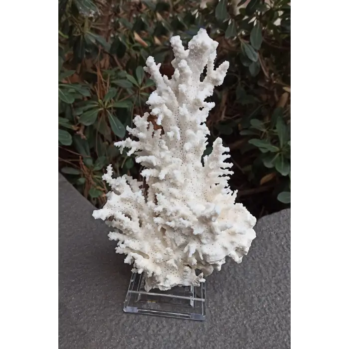 Beyaz Mercan Dalı, Dekoratif Doğal Parça 8DM