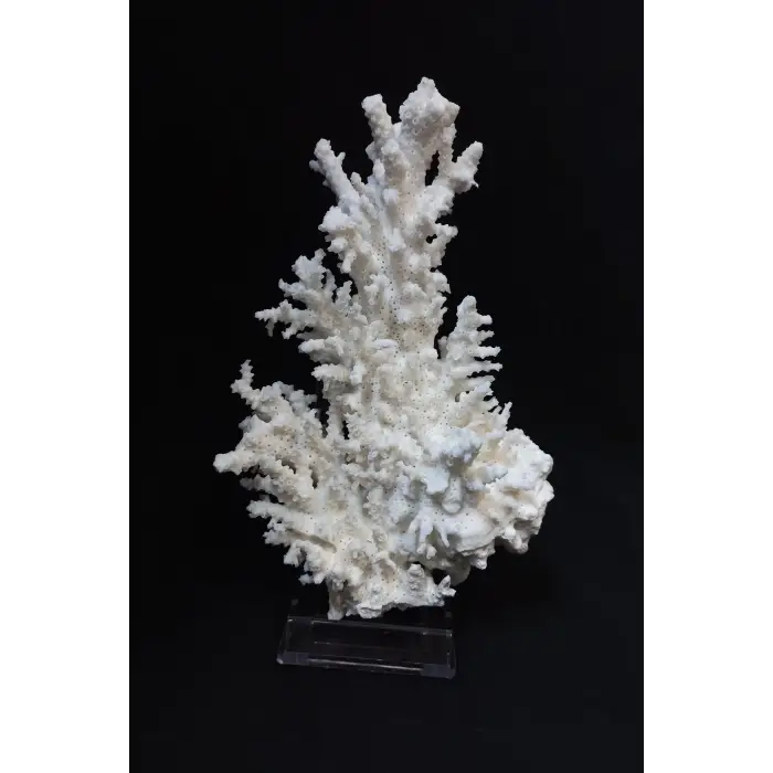 Beyaz Mercan Dalı, Dekoratif Doğal Parça 8DM