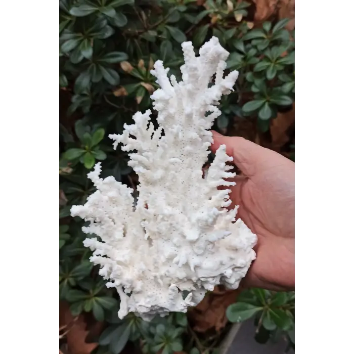 Beyaz Mercan Dalı, Dekoratif Doğal Parça 8DM