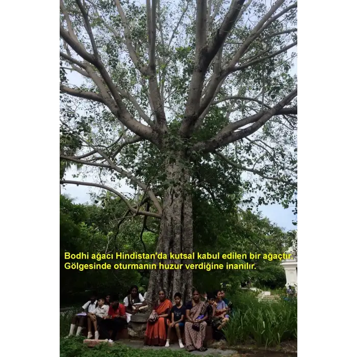 Bodhi Ağacı Unisex Bileklik Makrome Ayarlı 447-4