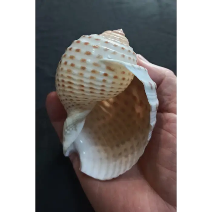 Çok Güzel Deniz Kabuğu Tonna Marginata 8TM