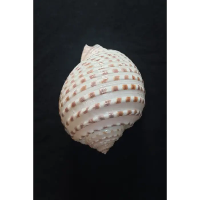 Çok Güzel Deniz Kabuğu Tonna Marginata 8TM