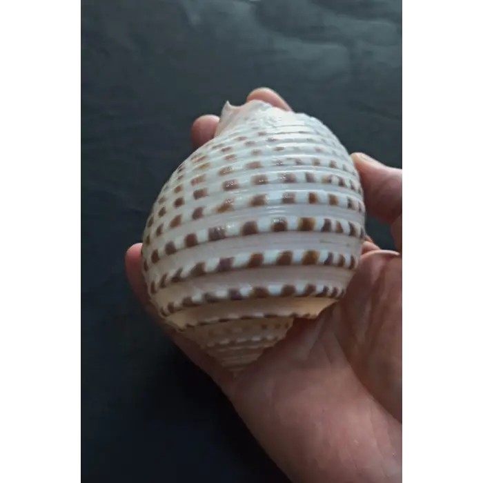 Çok Güzel Deniz Kabuğu Tonna Marginata 8TM