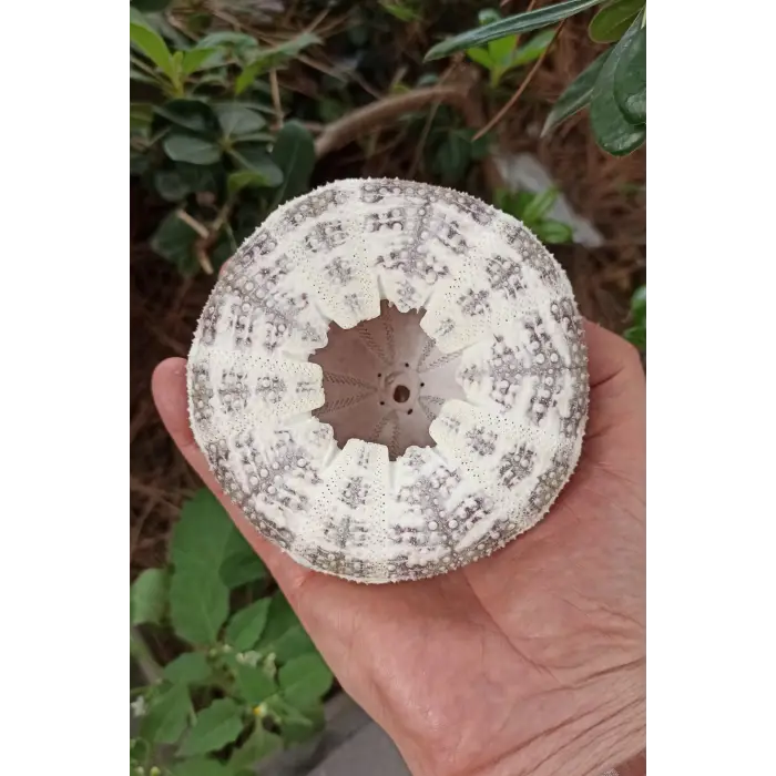 Büyük Boy Deniz Kestanesi BDK8