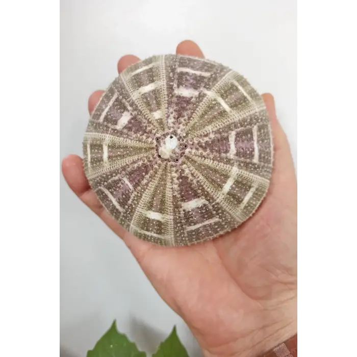 Büyük Boy Deniz Kestanesi BDK8