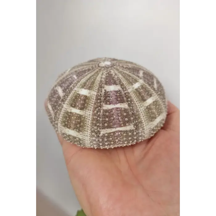 Büyük Boy Deniz Kestanesi BDK8