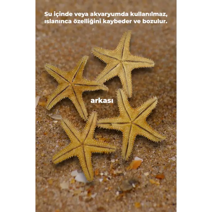 Büyük Boy Kurutulmuş Deniz Yıldızı DY17