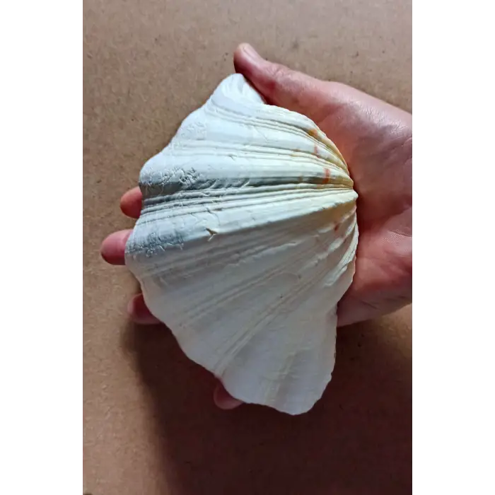 Büyük Deniz Kabuğu Tridacna Gigas 32TG