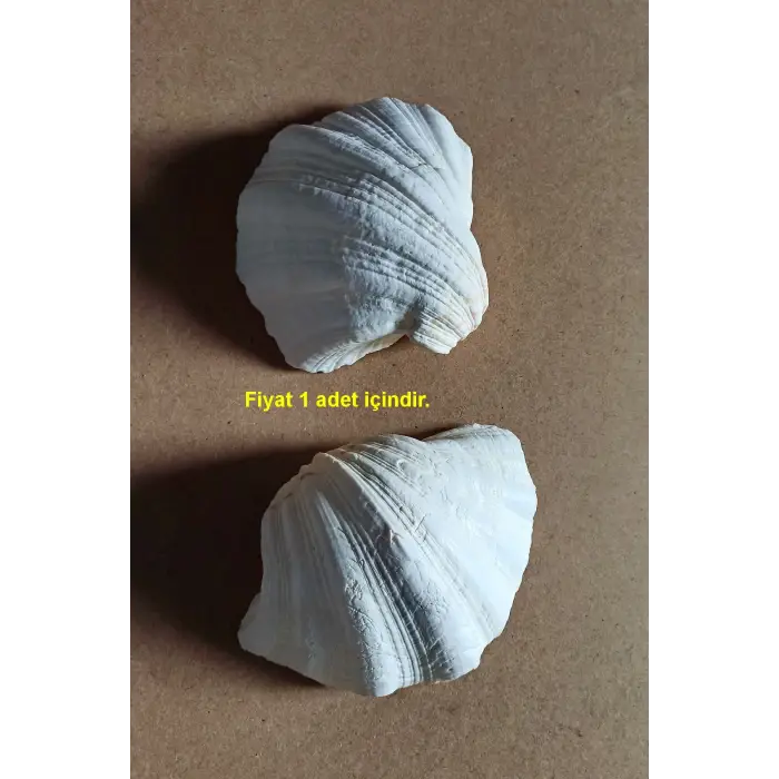 Büyük Deniz Kabuğu Tridacna Gigas 32TG