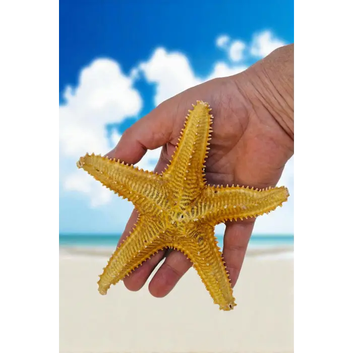 Büyük Boy Kurutulmuş Deniz Yıldızı DY17