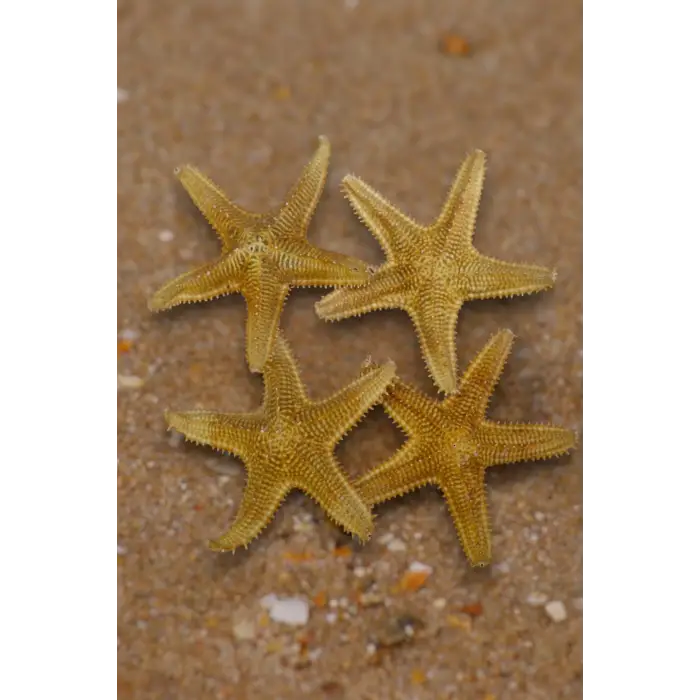 Büyük Boy Kurutulmuş Deniz Yıldızı DY17