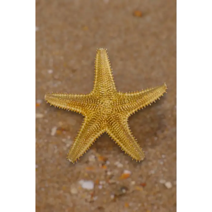 Büyük Boy Kurutulmuş Deniz Yıldızı DY17